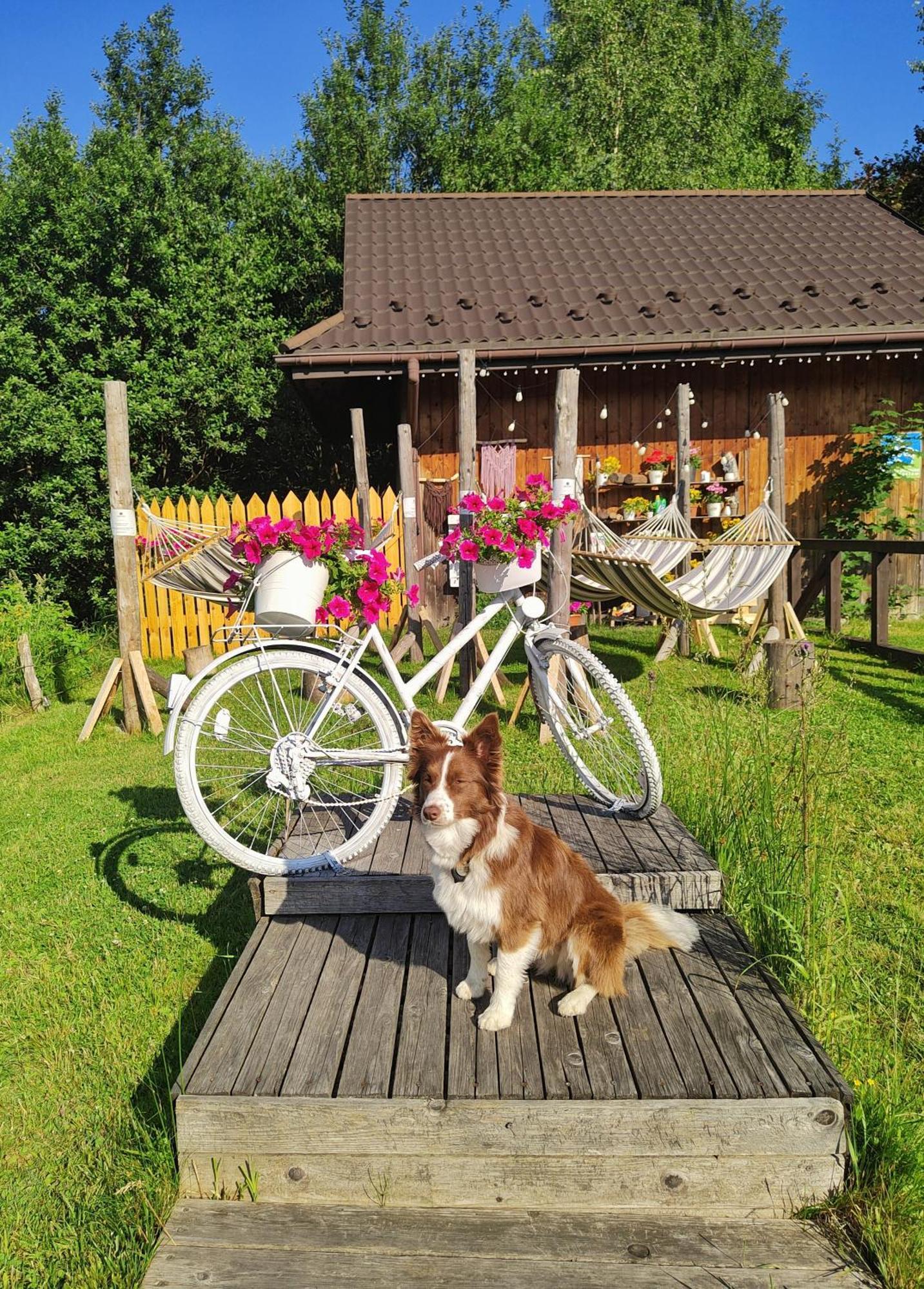 Bed and Breakfast Czarna Owca Istebna Exterior foto