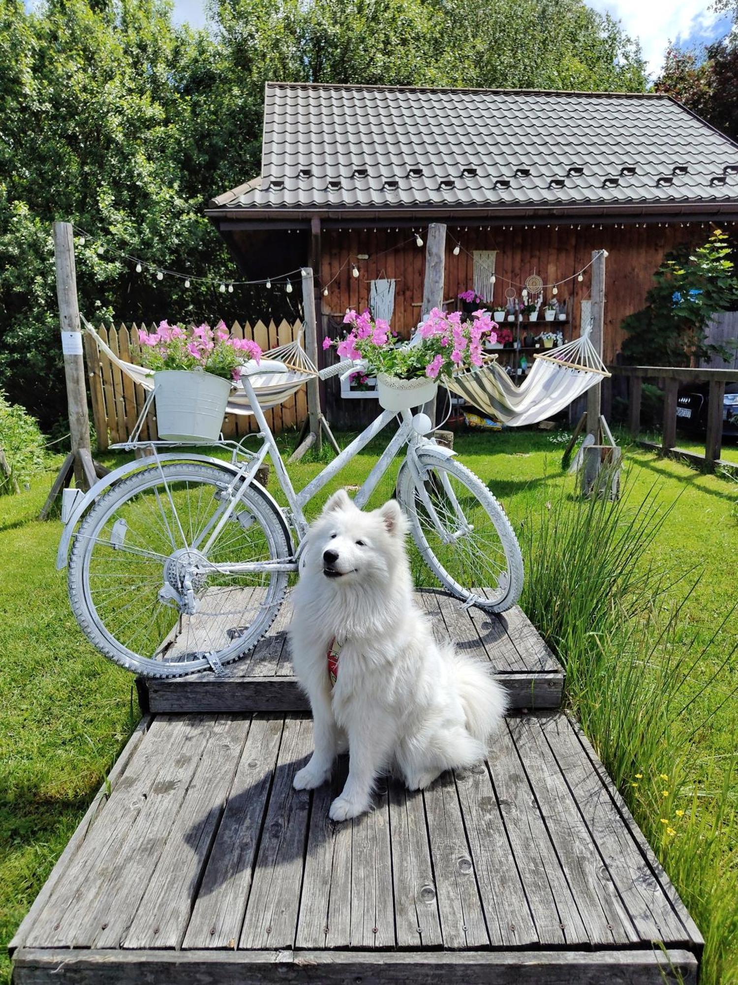 Bed and Breakfast Czarna Owca Istebna Exterior foto